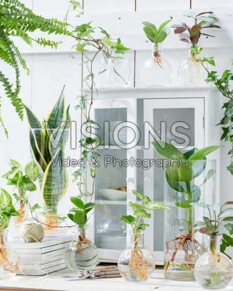 Plants in glass vases Plants in glass vases