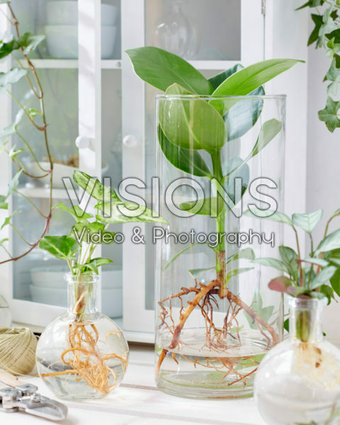 Plants in glass vases Plants in glass vases