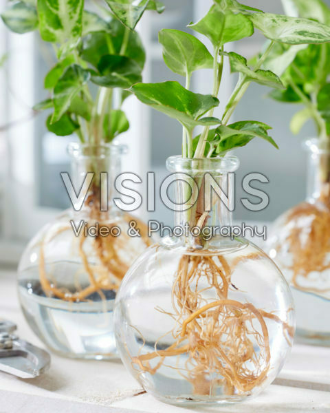 Syngonium in glass vases Syngonium in glass vases