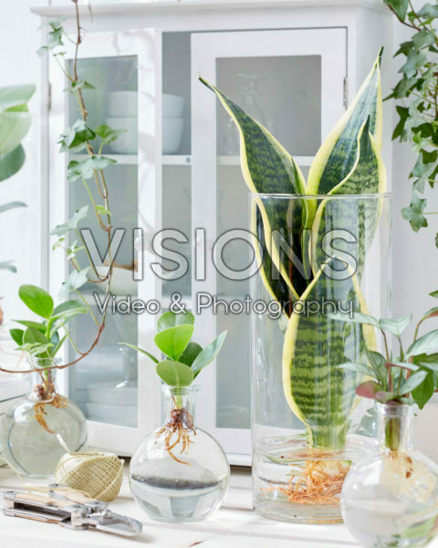 Plants in glass vases