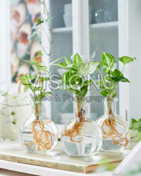 Syngonium in glass vases Syngonium in glass vases