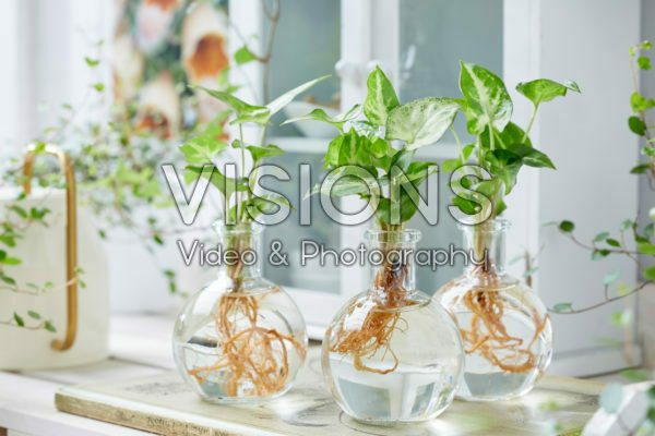 Syngonium in glazen vazen