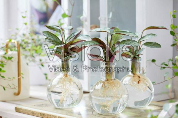 Calathea in glass vases Calathea in glass vases