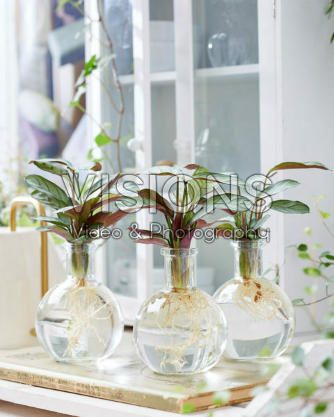 Calathea in glass vases Calathea in glass vases