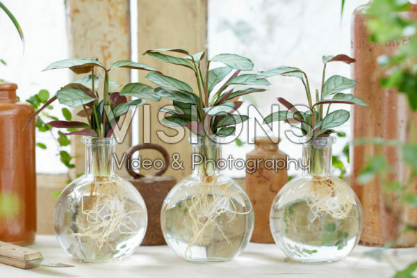 Calathea in glass vases