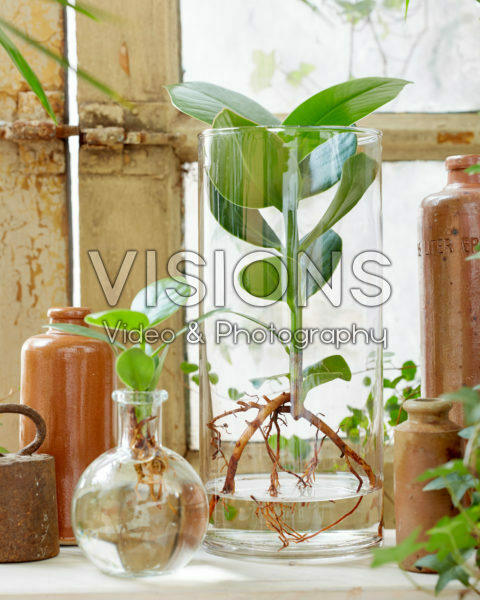 Clusia in glass vases Clusia in glass vases