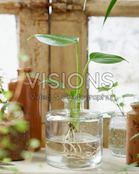 Monstera deliciosa in glass vase
