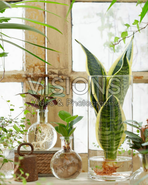 Plants in glass vases