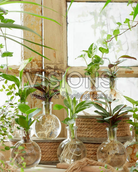 Plants in glass vases Plants in glass vases