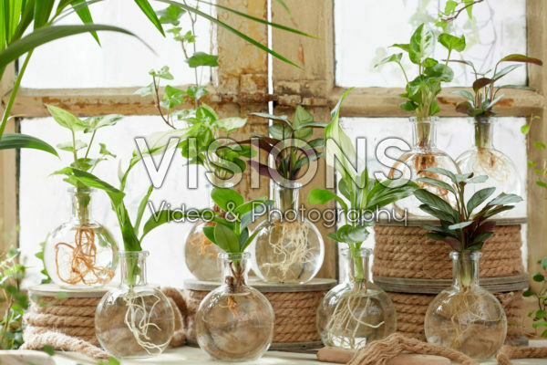 Plants in glass vases Plants in glass vases
