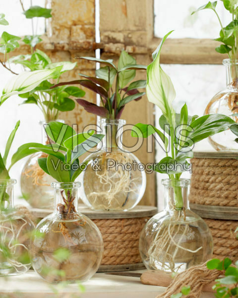 Plants in glass vases Plants in glass vases