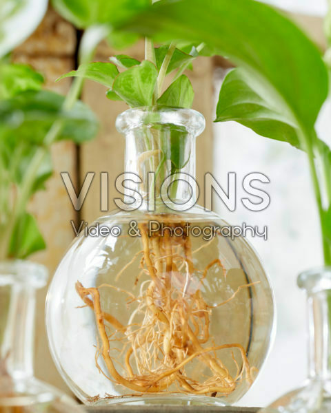 Syngonium roots