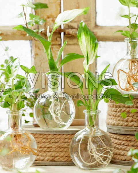 Plants in glass vases Plants in glass vases