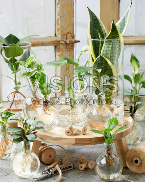 Plants in glass vases Plants in glass vases