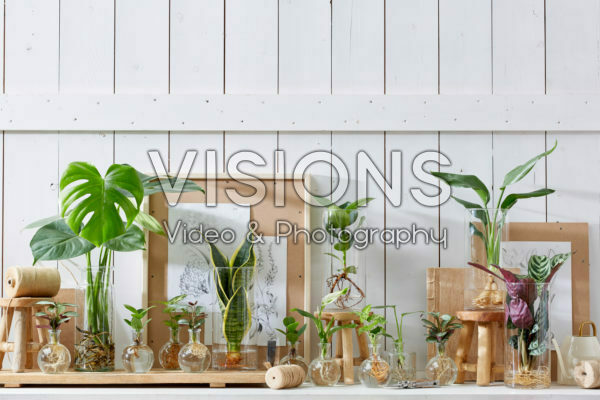 Plants in glass vases