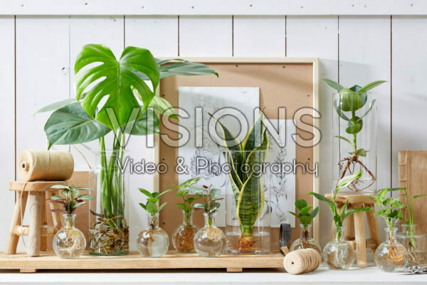 Plants in glass vases Plants in glass vases