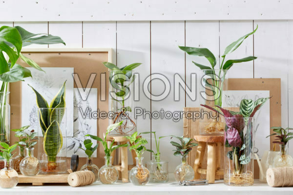 Plants in glass vases