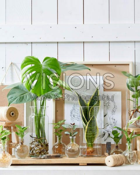 Plants in glass vases