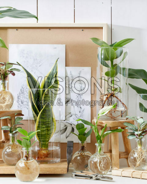 Plants in glass vases Plants in glass vases
