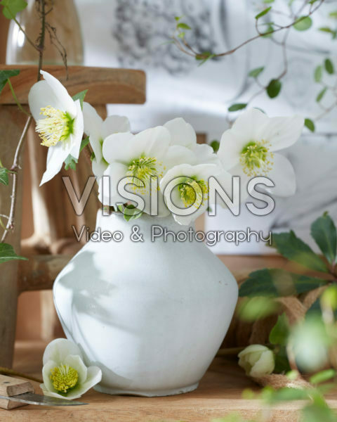 Helleborus bloemen in vaas Helleborus bloemen in vaas
