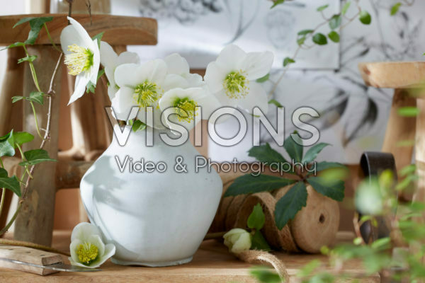Helleborus flowers in vase