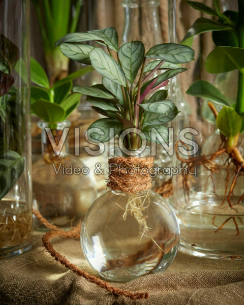 Calathea in glass vase