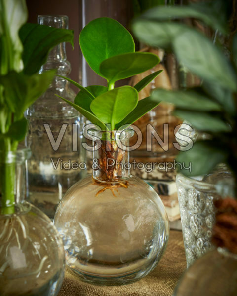 Clusia in glass vase Clusia in glass vase