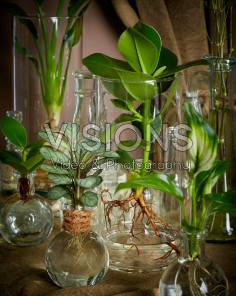 Planten in glazen vazen