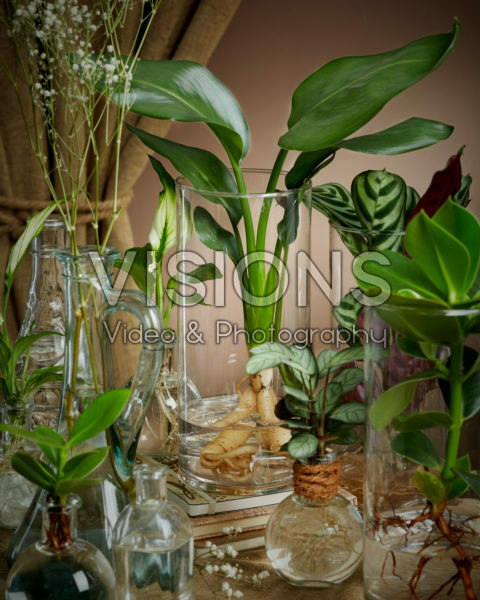 Plants in glass vases Plants in glass vases