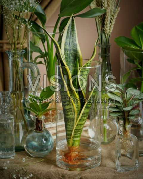 Sansevieria in glass vase Sansevieria in glass vase
