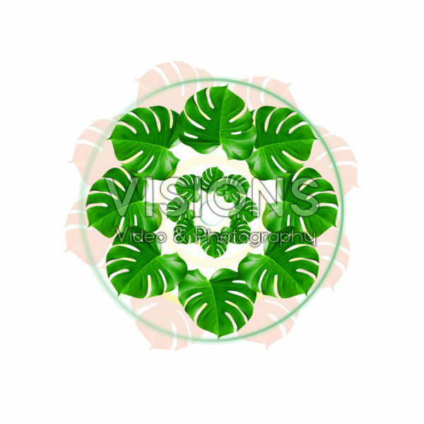 Monstera mandala Monstera mandala