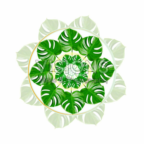 Monstera mandala Monstera mandala