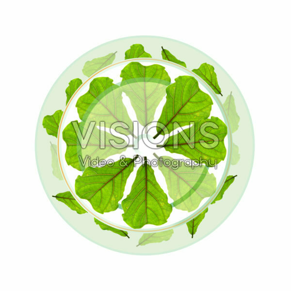 Ficus mandala Ficus mandala