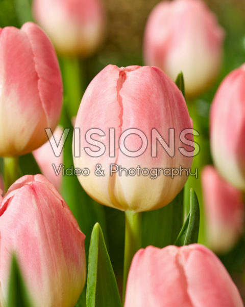 Tulipa Feline Tulipa Feline