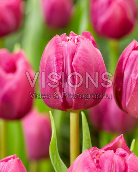 Tulipa Double Prince Tulipa Double Prince