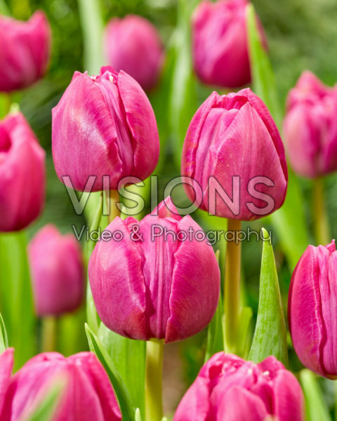 Tulipa Double Prince Tulipa Double Prince