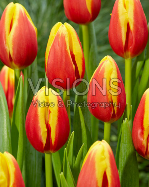 Tulipa Denmark Tulipa Denmark