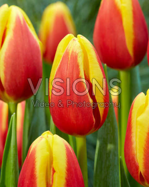 Tulipa Denmark