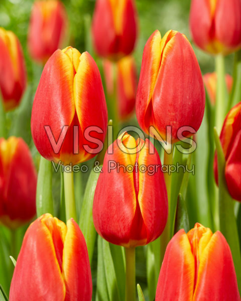 Tulipa Choice Tulipa Choice