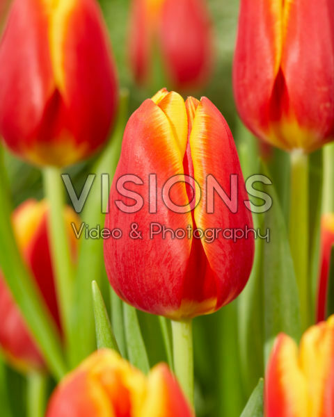 Tulipa Choice Tulipa Choice
