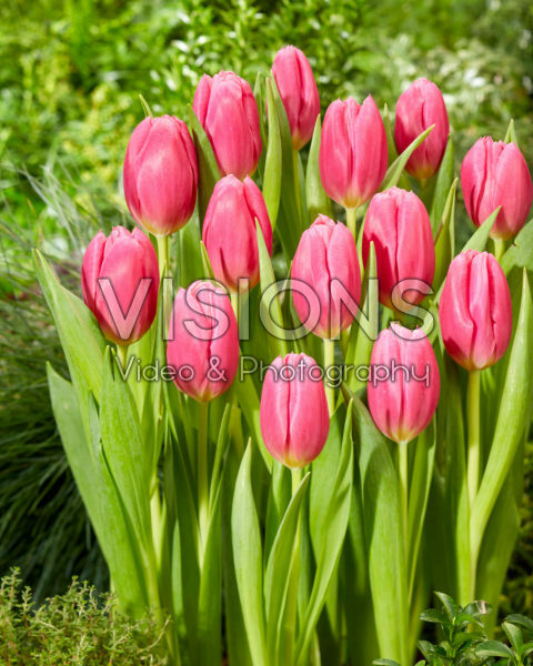Tulipa Ivanka Tulipa Ivanka