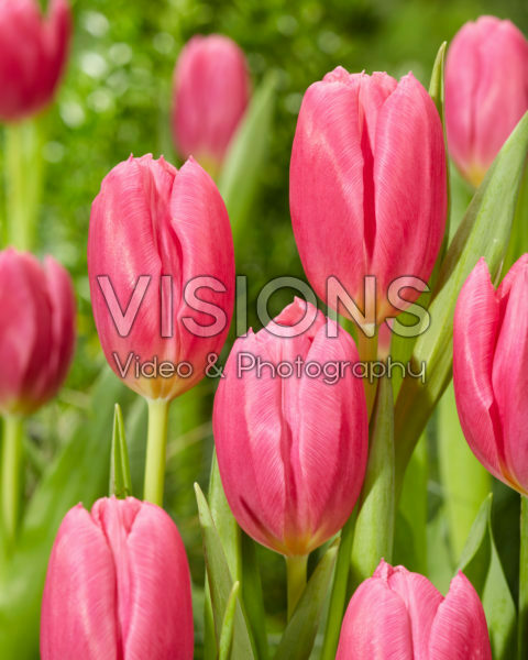Tulipa Ivanka Tulipa Ivanka