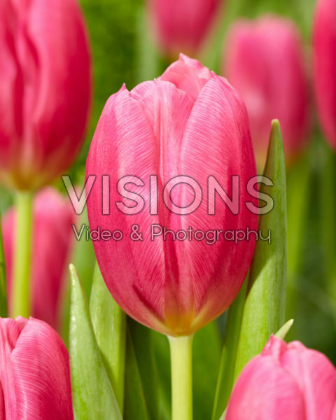 Tulipa Ivanka Tulipa Ivanka