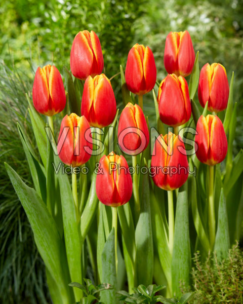 Tulipa Choice