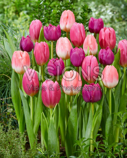 Tulipa paars met roze mix Tulipa paars met roze mix