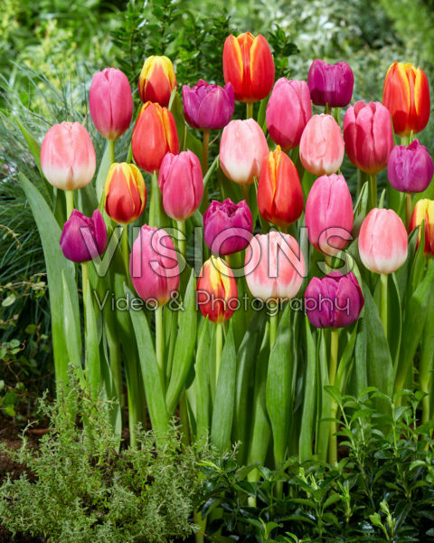 Tulipa kleurrijke mix Tulipa kleurrijke mix