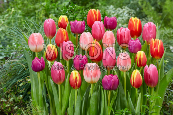 Tulipa kleurrijke mix Tulipa kleurrijke mix