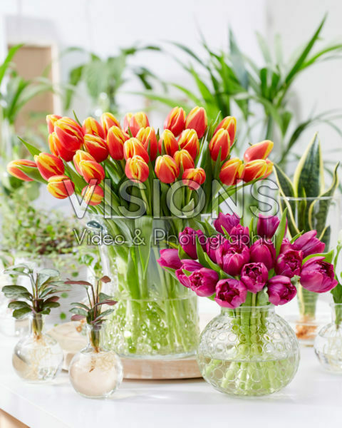 Tulipa boeketten