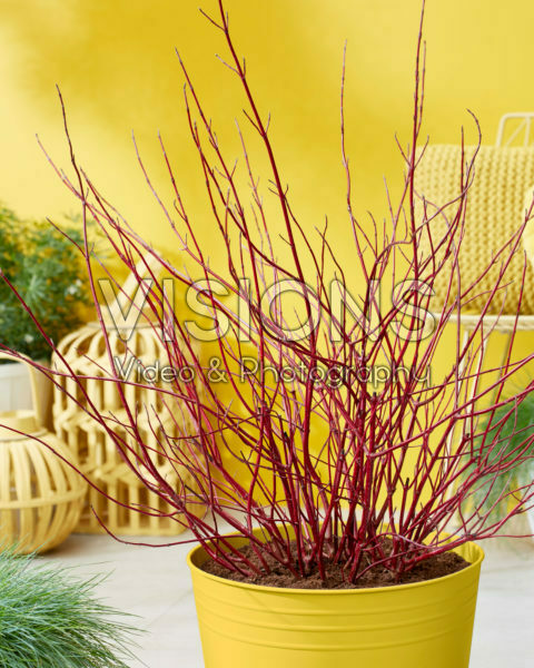 Cornus alba Miracle