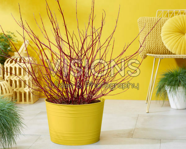 Cornus alba Miracle